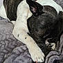 Talia a rejoint le concours — aidez-le/la à gagner de superbes lots ! bored, boston_terrier, bulldog, carmine, carnivore, comfort, companion_dog, dog, dog_breed, ear, fawn, french_bulldog, grey, nap, non_sporting_group, snout, sporting_group, toy_dog, whiskers, wrinkle