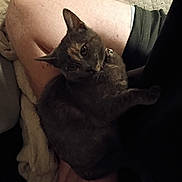 Chloe joined the competition — help win amazing prizes! cat, lap, person, indoor, pet, feline, collar, bell, relaxed, cozy, blanket, shorts, skin, fur, resting, curious, looking_up, casual, comfort, home