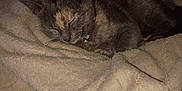 Chloe is registered to the contest to win money with this photo: cat, sleeping, blanket, cozy, indoor, pet, fur, resting, animal, soft, warm, comfort, domestic, feline, relaxation, closeup, quiet, calm, cute, bedroom