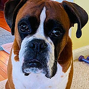 Flynn is registered to the contest to win money with this photo: dog, boxer, pet, indoors, close_up, brown, white, face, eyes, fur, ears, carpet, hardwood_floor, dumbbells, home, animal, mammal, expression, portrait, sitting