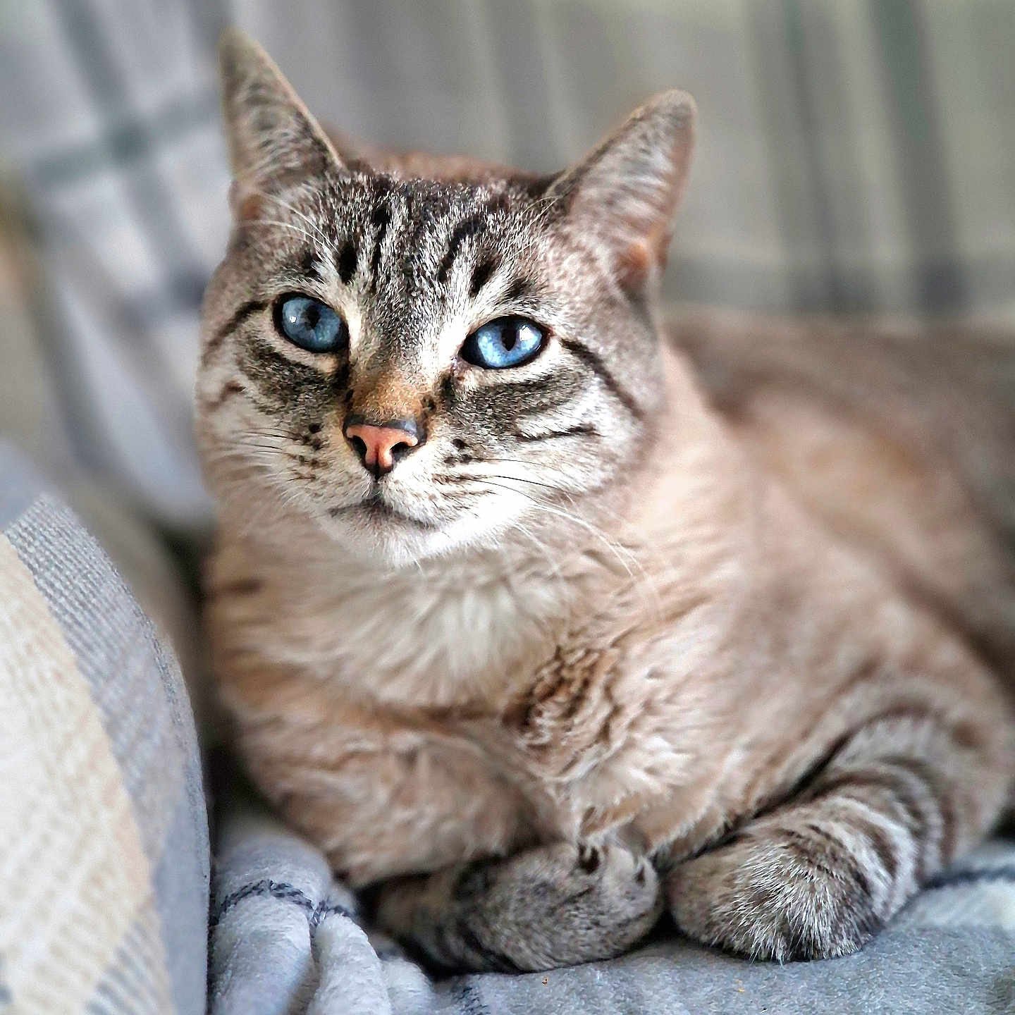 Zero joined the competition — help win amazing prizes! abyssinian, animal, blanket, cat, couch, egyptiancat, furniture, kitten, manx, pet, siamese