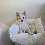 Maximum Effort joined the competition — help win amazing prizes! dog, small_dog, pet_bed, laundry_basket, indoor, cozy, fluffy, white_wall, fur, ears, animal, comfort, resting, looking, cute, domestic, home, soft_texture, relaxed, companion