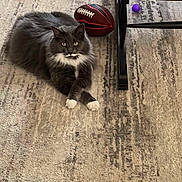 Jinx is registered to the contest to win money with this photo: animal, carpet, cat, chair_leg, cozy, crossed_paws, domestic, feline, fluffy_fur, football_toy, fur, gray_cat, indoor, lying_down, pet, purple_ball, relaxed, rug, toy, white_paws