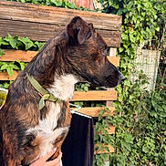 Aslan a rejoint le concours — aidez-le/la à gagner de superbes lots ! dog, brindle, collar, pet, outdoor, garden, plants, fence, wooden_fence, greenery, person, hand, holding, calm, animal, nature, fur, side_profile, daylight, leisure