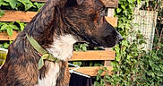 Aslan a rejoint le concours — aidez-le/la à gagner de superbes lots ! animal, brindle, calm, collar, daylight, dog, fence, fur, garden, greenery, hand, holding, leisure, nature, outdoor, person, pet, plants, side_profile, wooden_fence