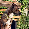 dog, brindle, collar, pet, outdoor, garden, plants, fence, wooden_fence, greenery, person, hand, holding, calm, animal, nature, fur, side_profile, daylight, leisure