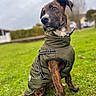 Aslan a rejoint le concours — aidez-le/la à gagner de superbes lots ! dog, brindle, jacket, green_jacket, outdoor, grass, lawn, pet, canine, animal, sitting, collar, nature, daylight, portrait, cute, young_dog, thoughtful, fur, ears