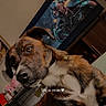 dog, brindle, couch, indoor, television, robot, screen, relaxed, pet, animal, living_room, furniture, cage, brown, white, portrait, watching, home, text_overlay, evening