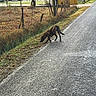 dog, road, grass, fence, house, tree, rural, outdoor, daylight, pet, sniffing, sidewalk, nature, quiet, brown_dog, walking, residential_area, fence_post, telephone_pole, sky