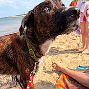Aslan a rejoint le concours — aidez-le/la à gagner de superbes lots ! dog, beach, sand, water, sky, clouds, towel, child, sunlight, collar, leash, wet_fur, outdoor, summer, vacation, playful, pet, animal, people, foot