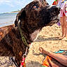 dog, beach, sand, water, sky, clouds, towel, child, sunlight, collar, leash, wet_fur, outdoor, summer, vacation, playful, pet, animal, people, foot