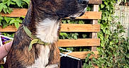 Aslan a rejoint le concours — aidez-le/la à gagner de superbes lots ! animal, bench, brindle, dog, ears, fur, garden, green_collar, hands, human_hand, ivy, leaf, nature, outdoor, pet, plant, snout, sunlight, table, wooden_slats