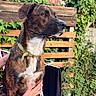 Aslan a rejoint le concours — aidez-le/la à gagner de superbes lots ! dog, brindle, green_collar, hands, ivy, wooden_slats, outdoor, garden, plant, pet, fur, snout, ears, table, human_hand, nature, bench, leaf, sunlight, animal