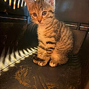 Ruby participe au concours pour gagner de l'argent avec cette photo : kitten, cat, tabby, animal, pet, cage, carrier, indoor, young, feline, fur, stripes, cute, small, portrait, light, shadow, curious, sitting, whiskers