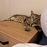 cat, kitten, tabby, feline, pet, wooden_nightstand, paw, stretching, indoor, bedroom, furniture, relaxed, curious, sleepy, animal, domestic, striped, young, closeup, resting