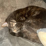 Pandora participe au concours pour gagner de l'argent avec cette photo : animal, blanket, cat, comfort, cozy, curled_up, fur, furry, home, indoor, nap, pet, quiet, relaxed, resting, sleeping, soft_texture, stuffed_animal, tabby, warm