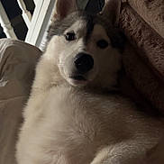 Ace a rejoint le concours — aidez-le/la à gagner de superbes lots ! dog, siberian_husky, pet, indoor, bed, blanket, hand, fur, canine, animal, comfort, resting, white, gray, ears, face, nose, paw, looking, cozy