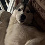 dog, siberian_husky, pet, indoor, bed, blanket, hand, fur, canine, animal, comfort, resting, white, gray, ears, face, nose, paw, looking, cozy