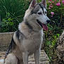 Ace a rejoint le concours — aidez-le/la à gagner de superbes lots ! dog, siberian_husky, canine, pet, outdoor, garden, flowers, greenery, wooden_deck, tongue_out, ears_up, fur, animal, nature, plant, leaf, stone_wall, sitting, portrait, daylight