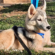 Ace participe au concours pour gagner de l'argent avec cette photo : alert, animal, blue, canine, daylight, dog, domestic_animal, ears, fur, grass, harness, leash, muzzle, nature, outdoor, pet, quiet, resting, side_view, sunlight