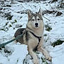 Ace a rejoint le concours — aidez-le/la à gagner de superbes lots ! dog, husky, snow, leash, harness, outdoor, animal, pet, winter, fur, canine, laying, nature, grass, cold, portrait, calm, cute, mammal, forest