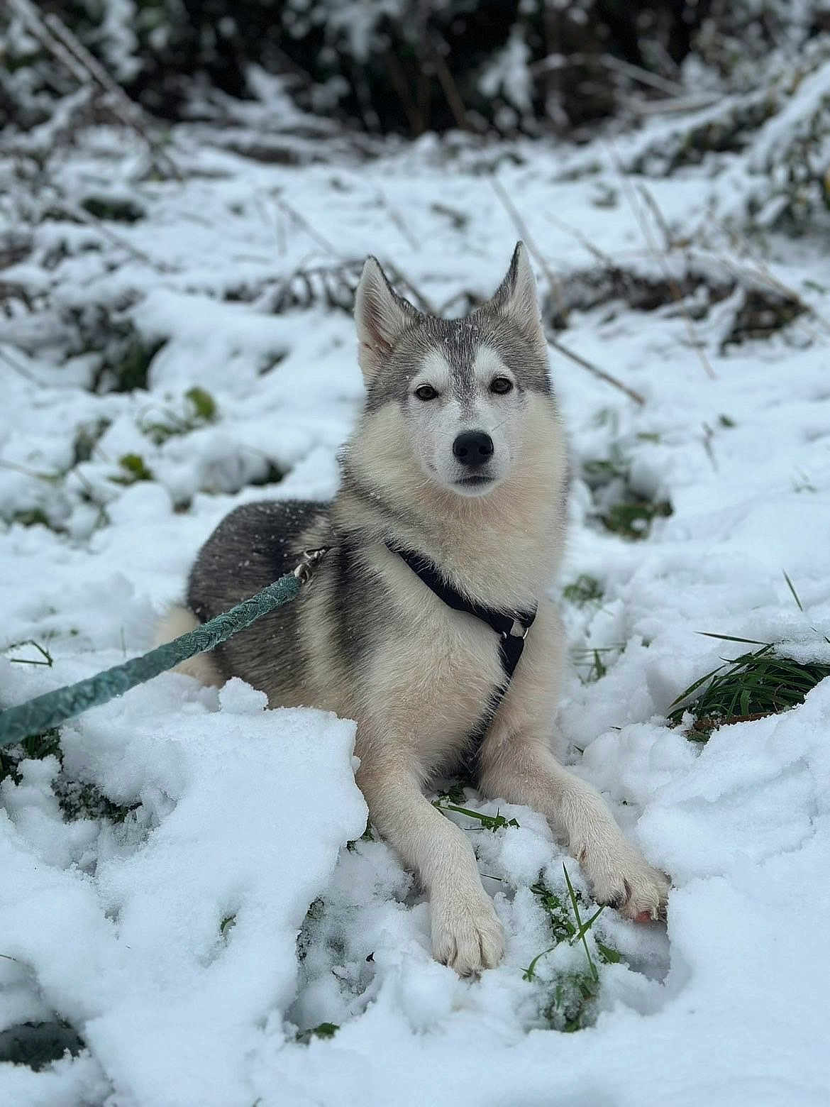 Ace a rejoint le concours — aidez-le/la à gagner de superbes lots ! dog, husky, snow, leash, harness, outdoor, animal, pet, winter, fur, canine, laying, nature, grass, cold, portrait, calm, cute, mammal, forest