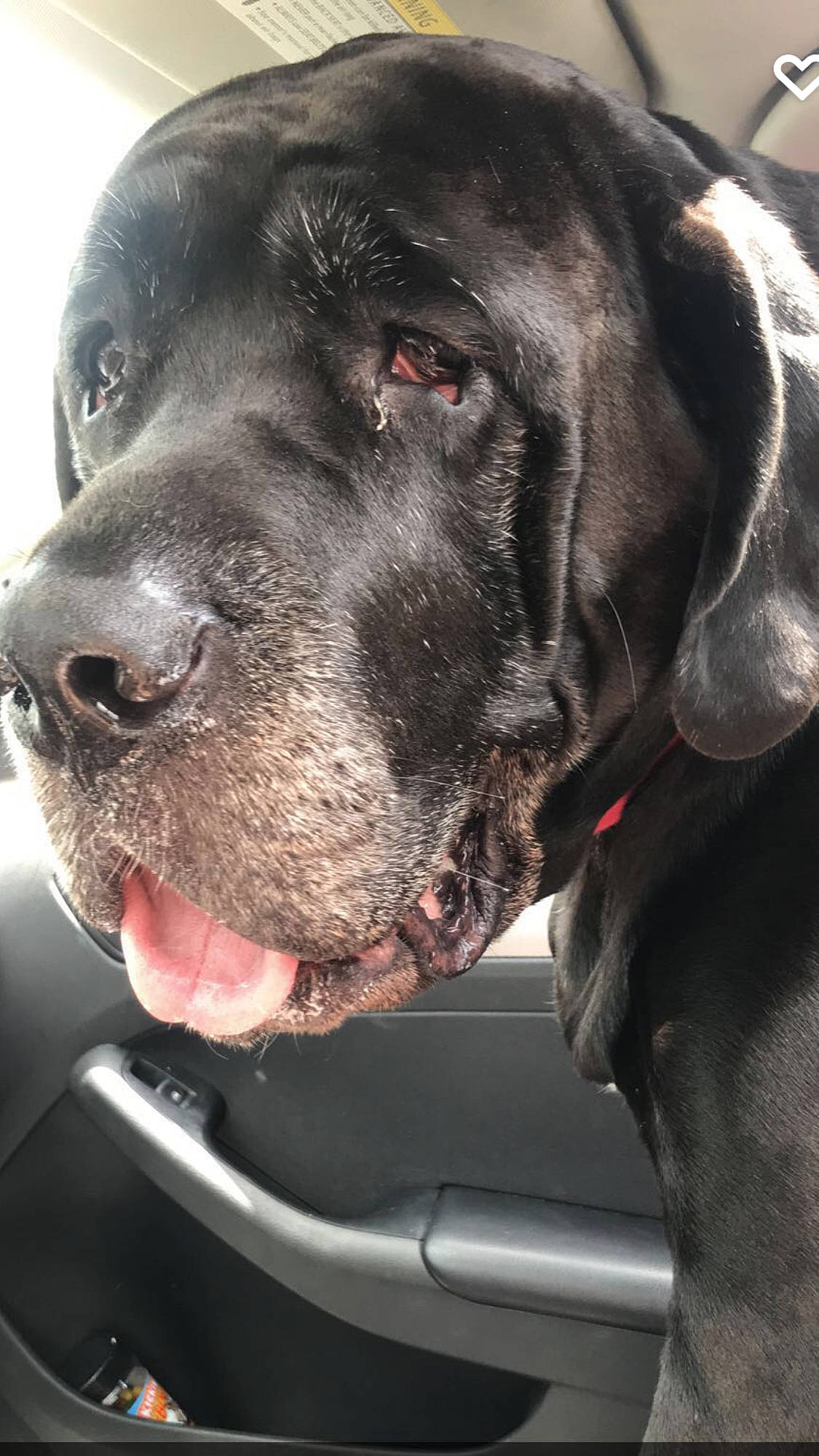 Beauty joined the competition — help win amazing prizes! borador, canidae, carnivore, collar, companion_dog, dog, dog_breed, dog_collar, fur, giant_dog_breed, gun_dog, hunting_dog, liver, retriever, snout, sporting_group, whiskers, working_animal, working_dog