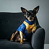 adorable, animal, armor, black_dog, blue, costume, couch, cute, dog, ears, furniture, gold, indoor, living_room, pet, portrait, posing, sitting, small_dog, superhero