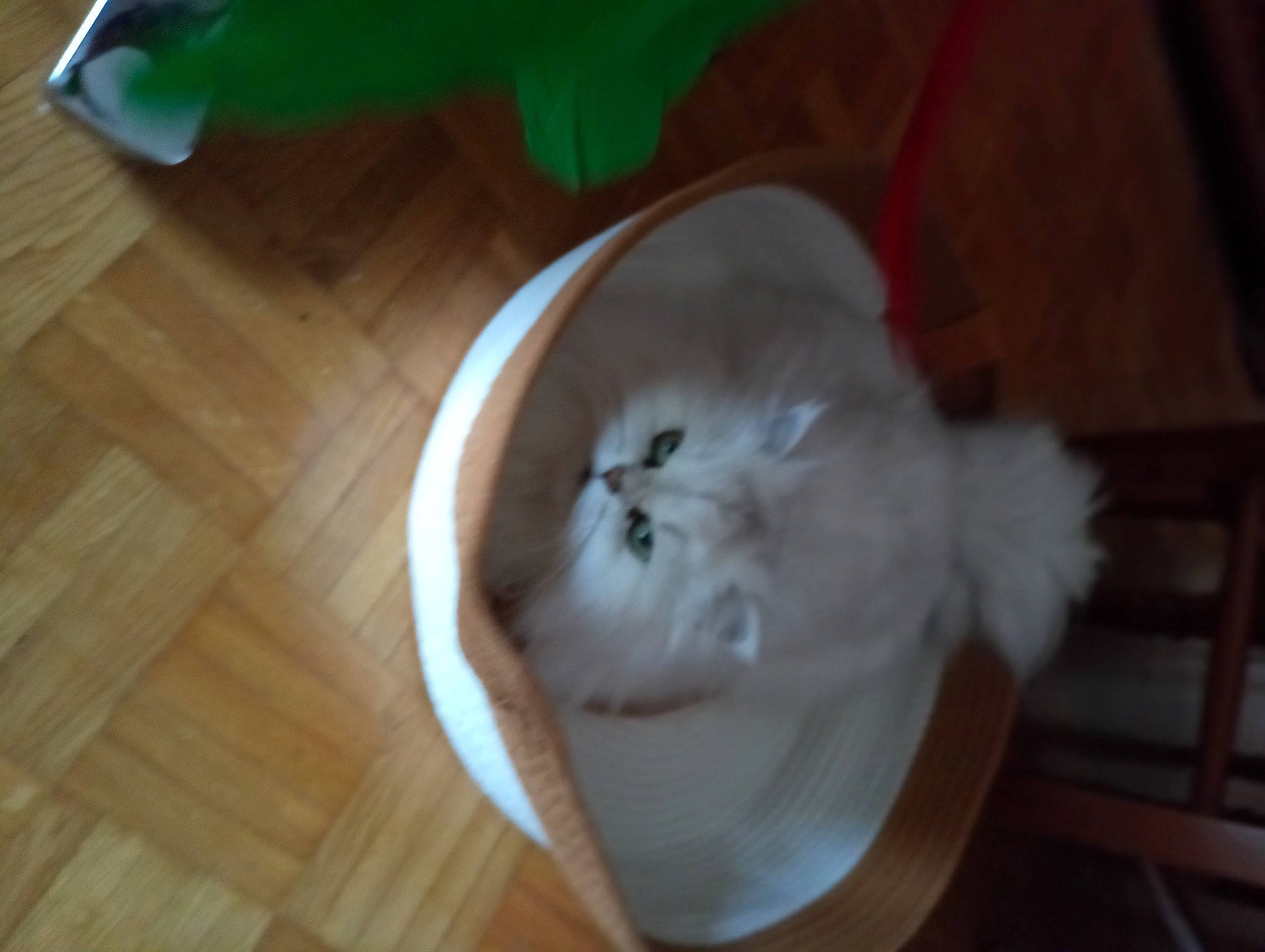 Nougat a rejoint le concours — aidez-le/la à gagner de superbes lots ! art, bone, companion_dog, dog_breed, felidae, flooring, hardwood, plank, sculpture, skull, small_to_medium_sized_cats, snout, tail, toy, toy_dog, varnish, whiskers, wood, wood_flooring, wood_stain