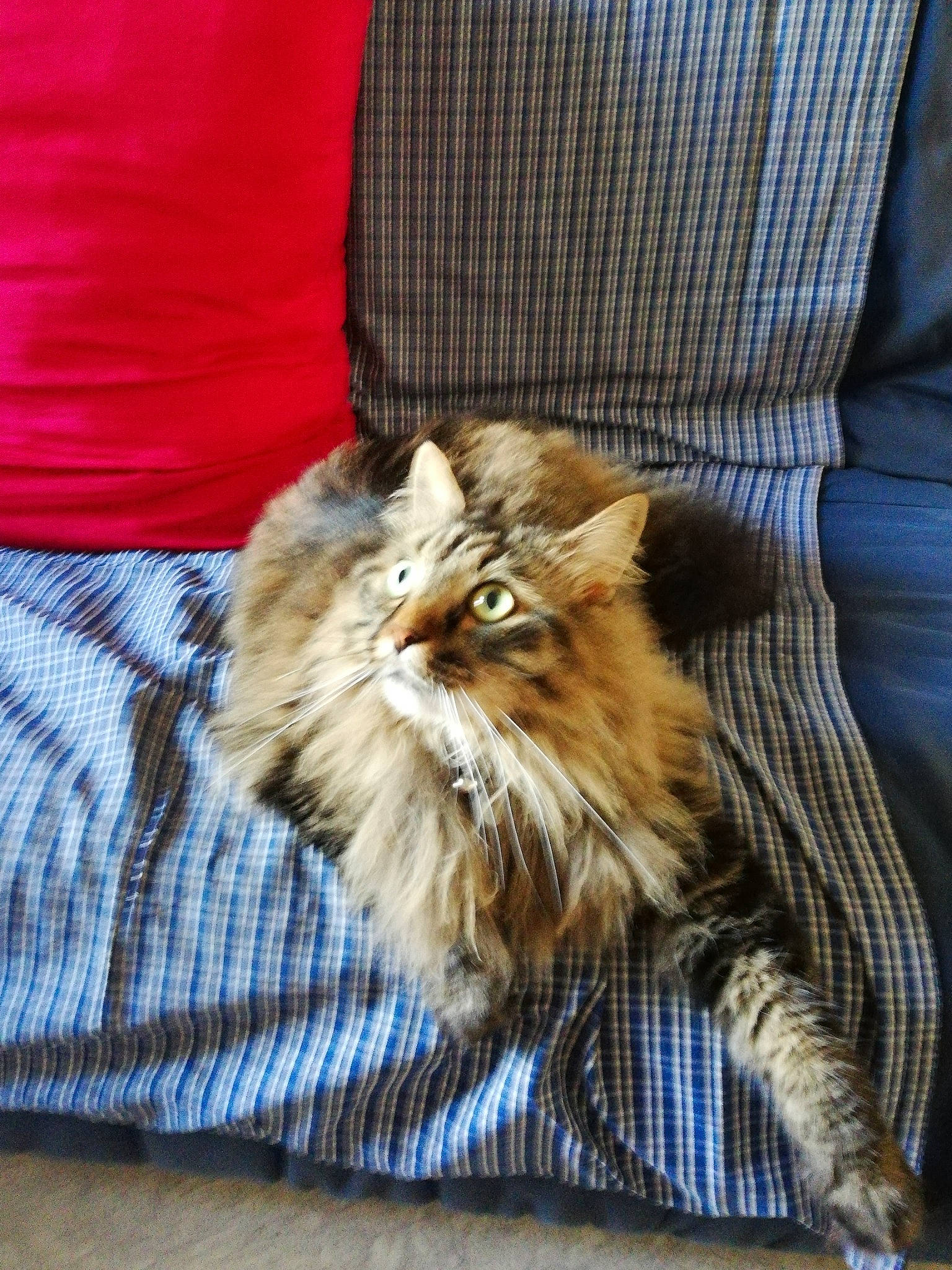 Havane a rejoint le concours — aidez-le/la à gagner de superbes lots ! canidae, carnivore, cat, claw, comfort, companion_dog, fawn, felidae, fur, hardwood, plant, small_to_medium_sized_cats, snout, tail, terrestrial_animal, whiskers, wildlife, wood