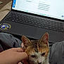 Hazel joined the competition — help win amazing prizes! cat, calico, kitten, laptop, keyboard, hand, lap, indoor, pet, cozy, screen, home, human_hand, fur, ears, paws, blanket, technology, portrait, sitting