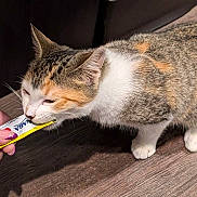 Hazel is registered to the contest to win money with this photo: cat, calico_cat, feline, licking, treat_packet, human_hand, purple_nails, indoor, wooden_floor, paw, whiskers, ear, fur, close_up, pet, feeding, snack, couch, mouth, shadow