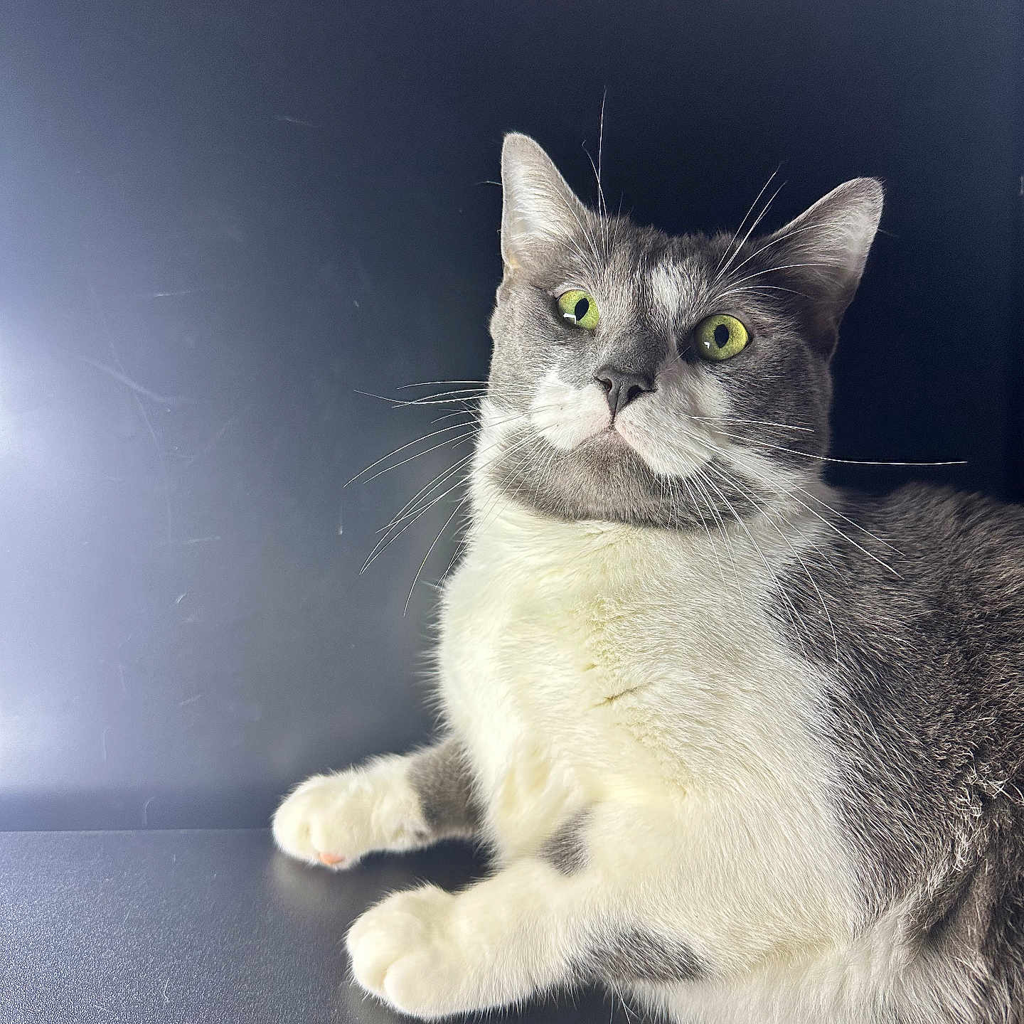 Sushi a rejoint le concours — aidez-le/la à gagner de superbes lots ! alert, animal, cat, close_up, cute, domestic_cat, face, feline, fur, gray_cat, green_eyes, indoor, looking, paw, pet, portrait, relaxed, sitting, whiskers, white_cat