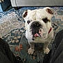 animal, bulldog, carpet, close_up, colorful_blanket, companion, couch, cute, dog, domestic_animal, floor, friendly, furniture, home, indoor, looking_up, paw, pet, white_dog, wrinkled_face
