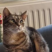 Flore participe au concours pour gagner de l'argent avec cette photo : cat, tabby, indoor, feline, pet, green_eyes, striped_fur, chair, cozy, radiator, holiday_decor, whiskers, alert, sitting, close_up, domestic_animal, fur, cute, portrait, home