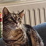 cat, tabby, indoor, feline, pet, green_eyes, striped_fur, chair, cozy, radiator, holiday_decor, whiskers, alert, sitting, close_up, domestic_animal, fur, cute, portrait, home