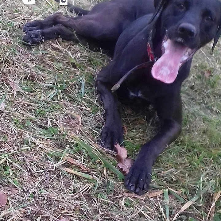 Nikita