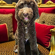Teddy is registered to the contest to win money with this photo: dog, brown_dog, curly_fur, tongue_out, sitting, chair, leopard_print, red_cushions, golden_frame, luxury, indoor, portrait, pet, furniture, decor, cute, animal, fluffy, domestic_animal, canine