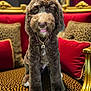 dog, brown_dog, curly_fur, tongue_out, sitting, chair, leopard_print, red_cushions, golden_frame, luxury, indoor, portrait, pet, furniture, decor, cute, animal, fluffy, domestic_animal, canine