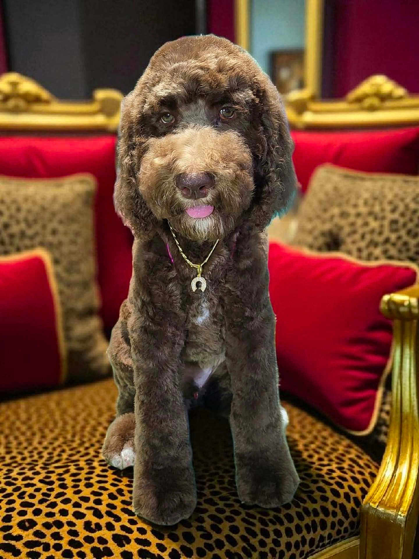 Teddy