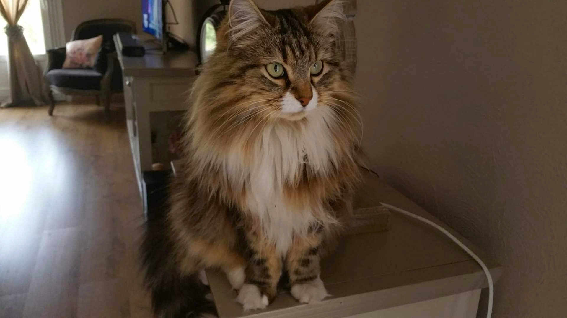 Tina a rejoint le concours — aidez-le/la à gagner de superbes lots ! cat, fluffy, long_hair, tabby, indoor, furniture, cabinet, wood_floor, curtains, chair, pillow, pet, animal, whiskers, eyes, sitting, domestic, mammal, home, calm