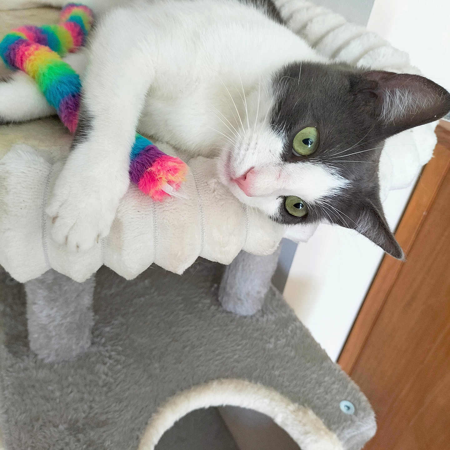 Will a rejoint le concours — aidez-le/la à gagner de superbes lots ! cat, black_and_white, pet, feline, green_eyes, lying_down, relaxed, playful, rainbow_toy, plush_toy, cat_tree, scratching_post, indoor, home, cozy, fur, whiskers, pink_nose, wooden_floor, portrait
