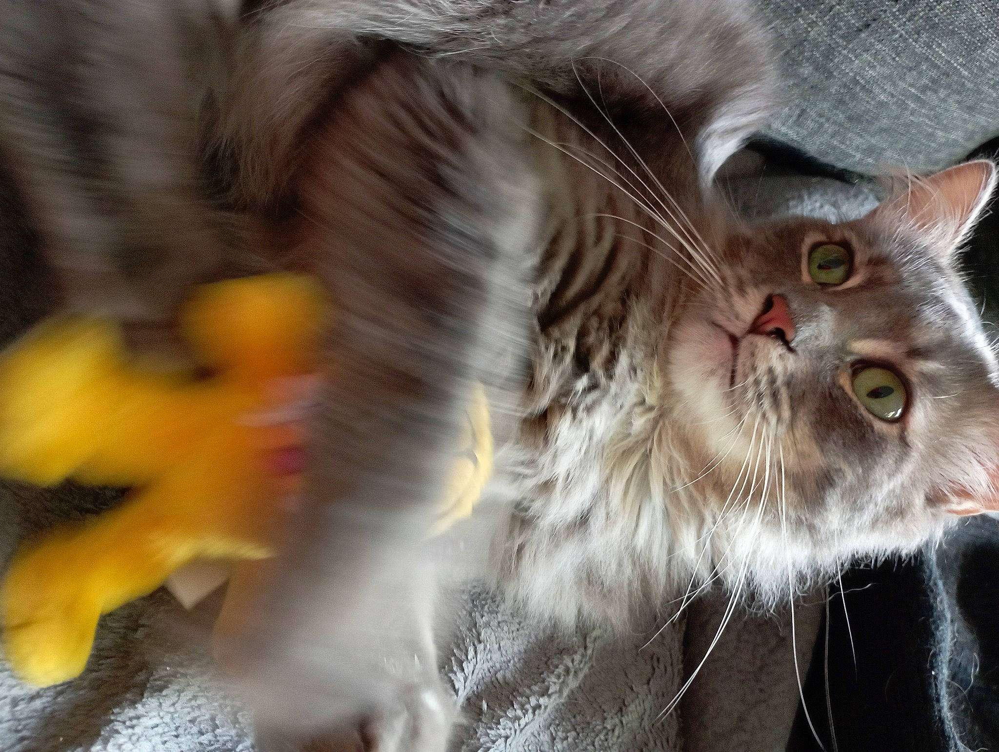 Gris-bouille participe au concours pour gagner de l'argent avec cette photo : carnivore, cat, claw, domestic_short_haired_cat, fawn, felidae, fur, iris, paw, plant, small_to_medium_sized_cats, snout, tail, terrestrial_animal, whiskers, window