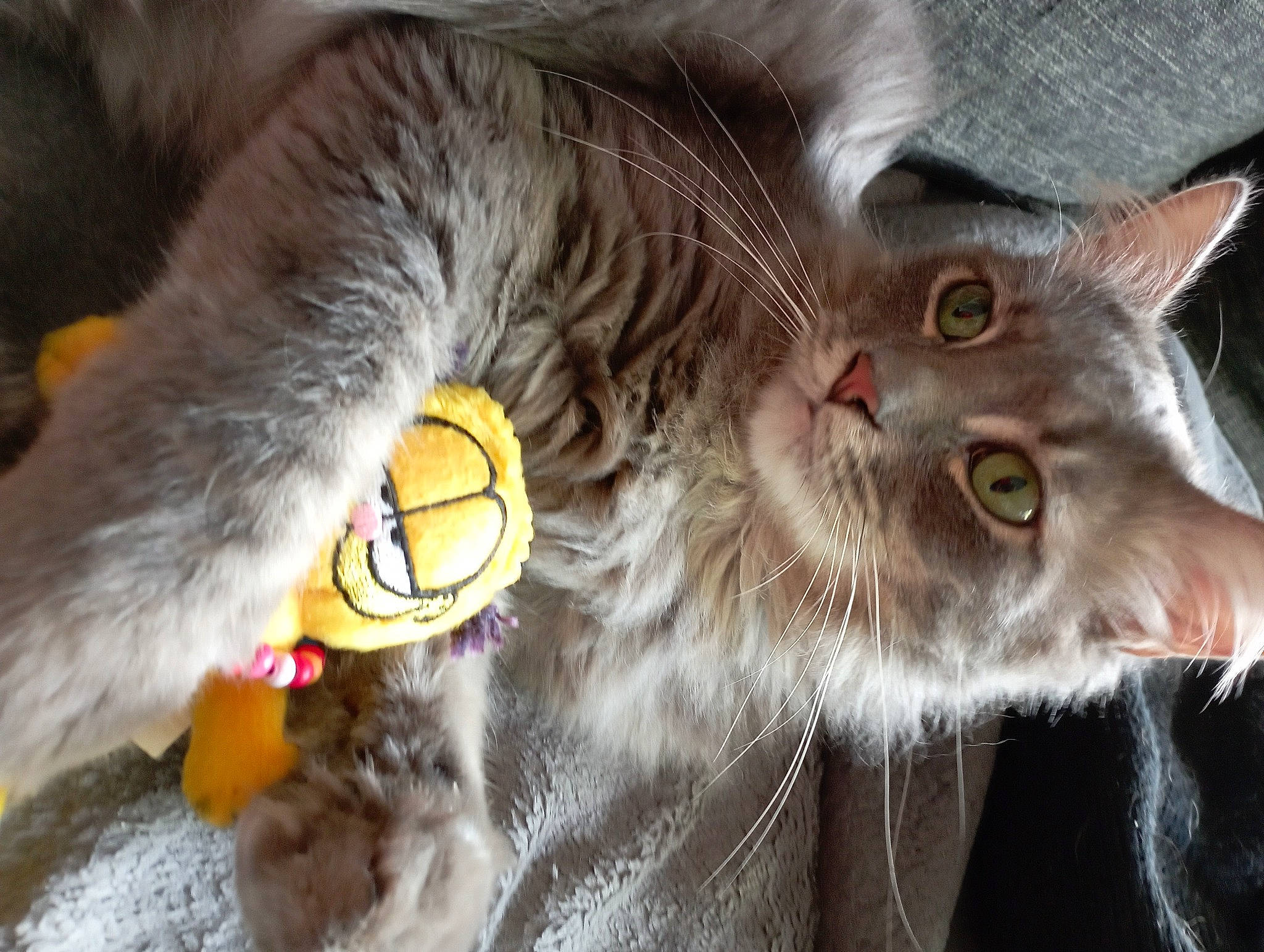 Gris-bouille participe au concours pour gagner de l'argent avec cette photo : carnivore, cat, claw, close_up, domestic_short_haired_cat, ear, felidae, fur, paw, plant, small_to_medium_sized_cats, snout, tail, terrestrial_animal, whiskers