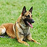 dog, belgian_malinois, canine, pet, animal, outdoor, grass, lawn, lying_down, sitting, alert, ears, tongue, panting, collar, brown_coat, black_mask, long_tail, daylight, park