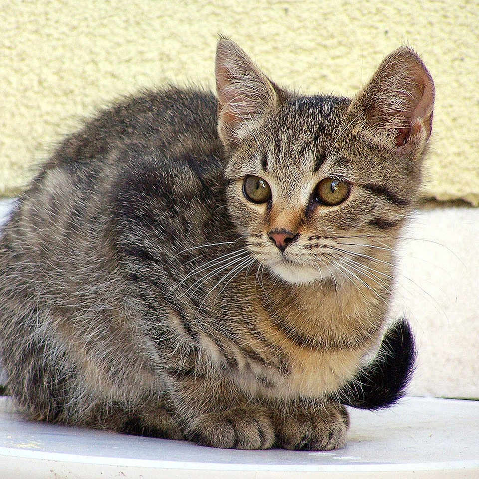 Aurore is registered to the contest to win money with this photo: kitten, cat, tabby, animal, pet, furry, whiskers, ears, eyes, sitting, loaf_position, curled_tail, brown, gray, striped, indoor, windowsill, portrait, cute, alert