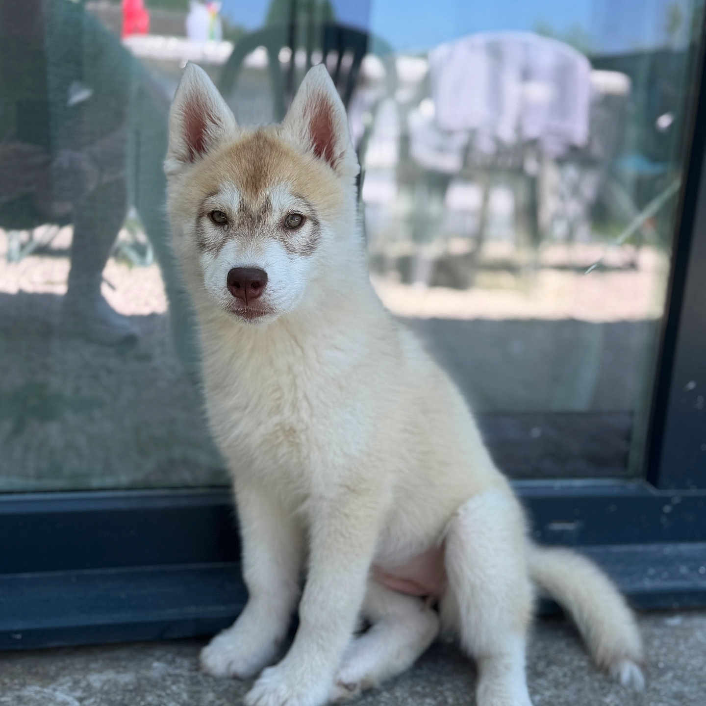 Aves a rejoint le concours — aidez-le/la à gagner de superbes lots ! animal, background, curious, cute, daylight, dog, ears, eyes, fur, glass_door, husky, nature, outdoor, pet, puppy, reflection, sitting, stone_patio, tail, young