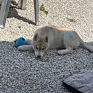 Aves a rejoint le concours — aidez-le/la à gagner de superbes lots ! animal, canine, dog, ground, husky, nature, outdoor, pet_bed, plastic_chair, playful, puppy, relaxed, resting, rocks, shadows, summer, sunlight, toy, white_fur, young_dog