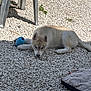 animal, blue_toy, cute, dog, ears, gravel, husky, lying_down, nose, outdoor, paws, pet, pet_bed, plastic_chair, puppy, resting, shadow, sunlight, toy, white_fur