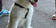 Aves participe au concours pour gagner de l'argent avec cette photo : animal, blurred_background, canine, dog, ears_up, footwear, fur, greenery, husky, leash, nature, outdoor, path, pavement, person_feet, pet, puppy, sitting, tongue_out, young